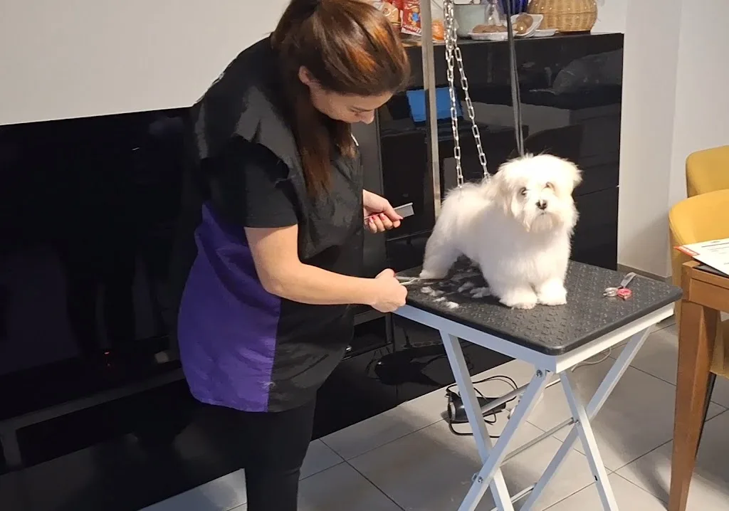 Canin Confort-toilettage à domicile - photo 1