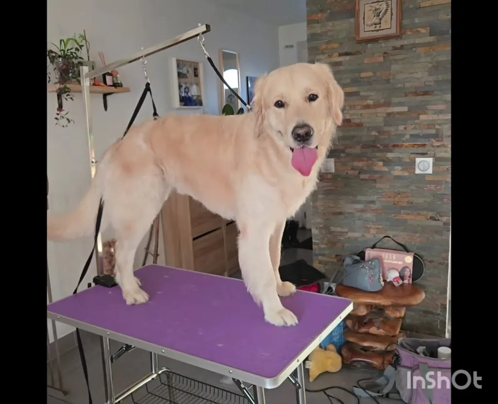 Dog Zen - photo 1