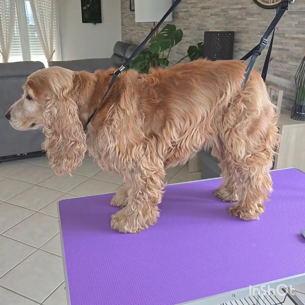 Dog Zen - photo 3