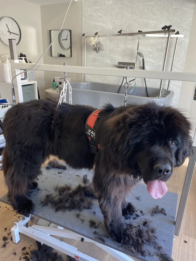 MARIE SALON CHIEN&CHAT - photo 2