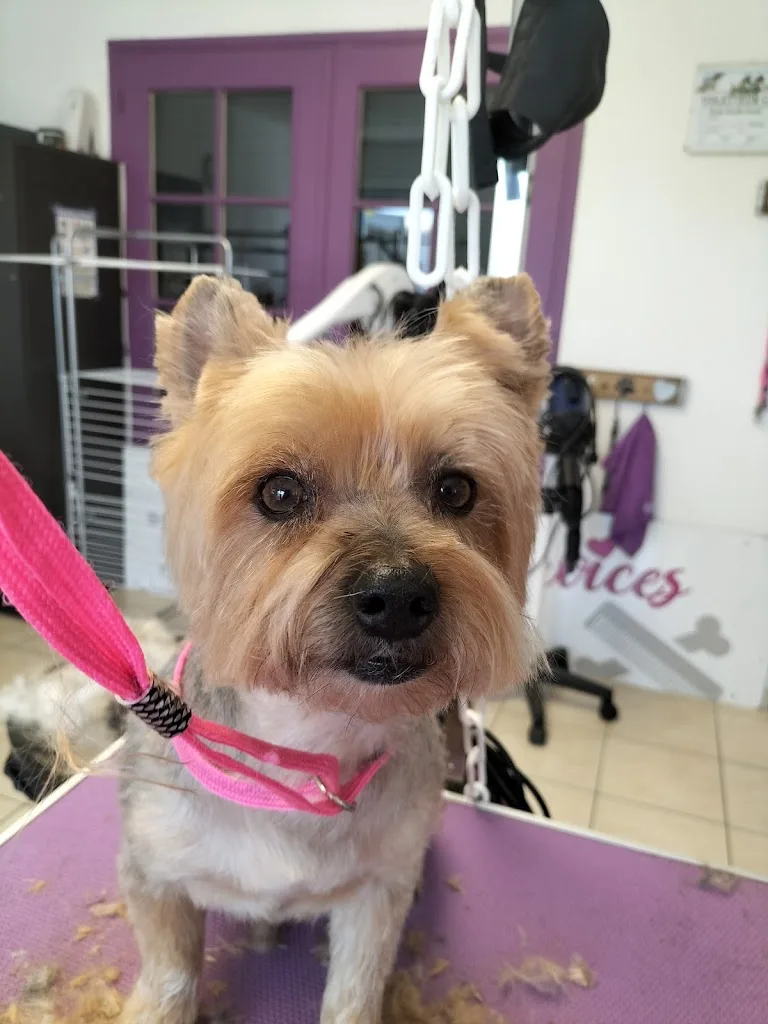 MARIE SALON CHIEN&CHAT - photo 3