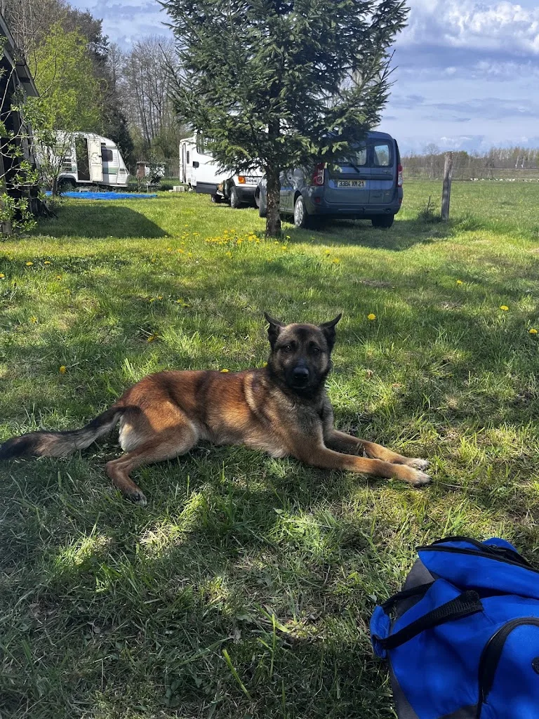 Instant canin & félin 71 - photo 1