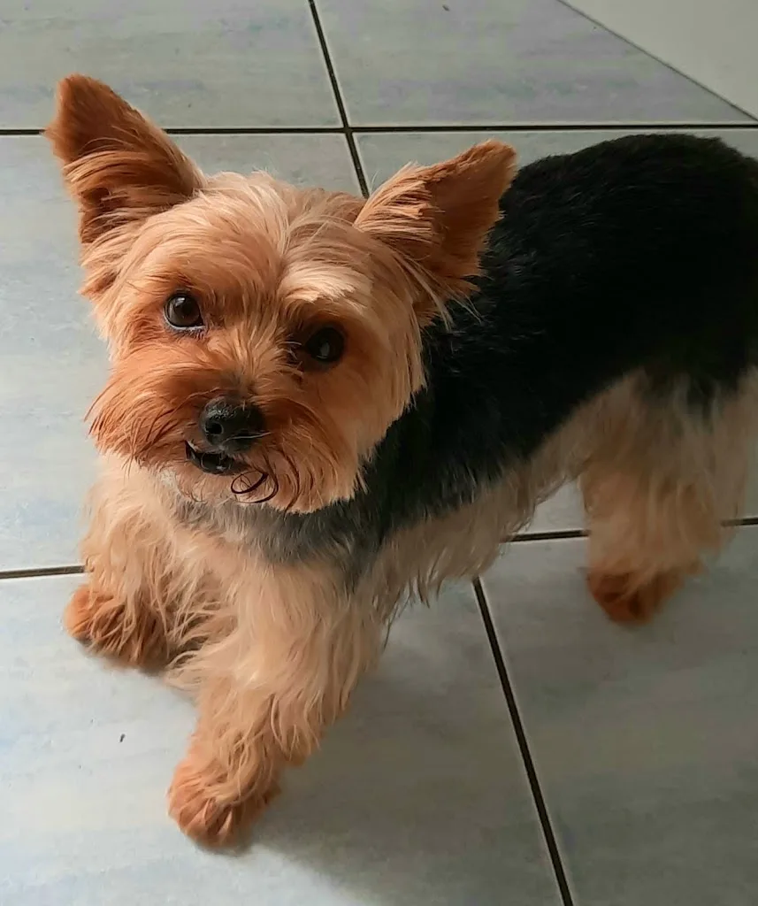 Styl'Chien - photo 3