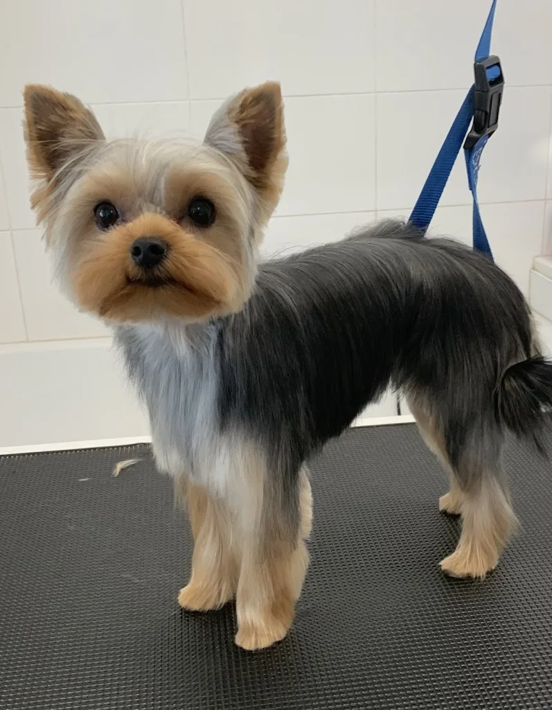 Le Van Canin - Toilettage à Domicile - photo 1