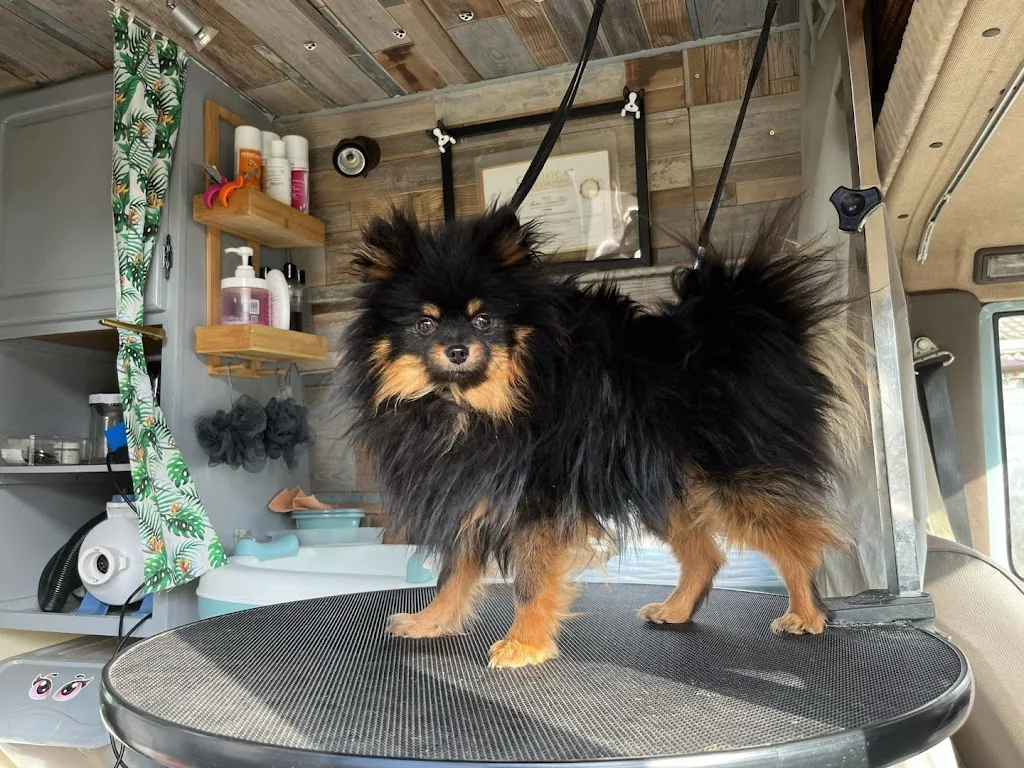 Lulu Dog's - photo 2