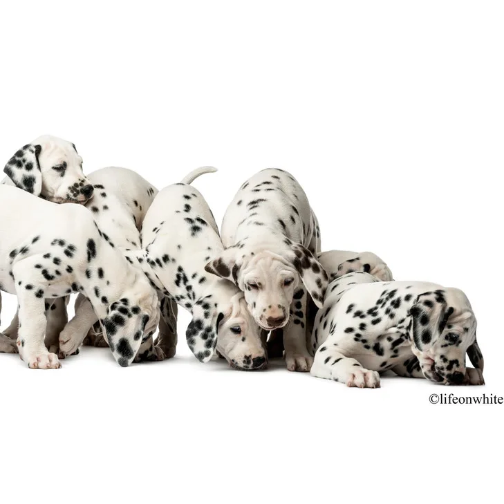 LE DALMATIEN - photo 3