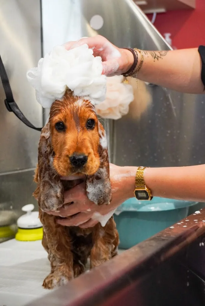 L’empreinte d’Angie - Salon de toilettage canin - photo 1