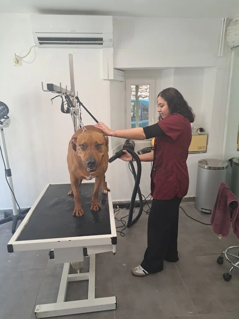Lucyle Toilettage Canin & Félin - photo 3