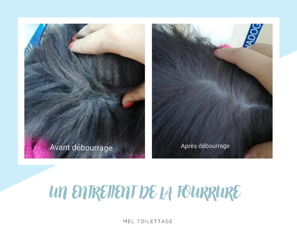 Mel Toilettage - photo 3