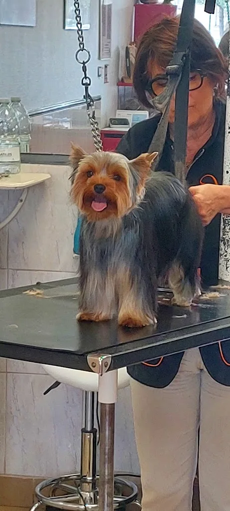 Sweet Dogs Cazaux Salon de Toilettage - photo 3