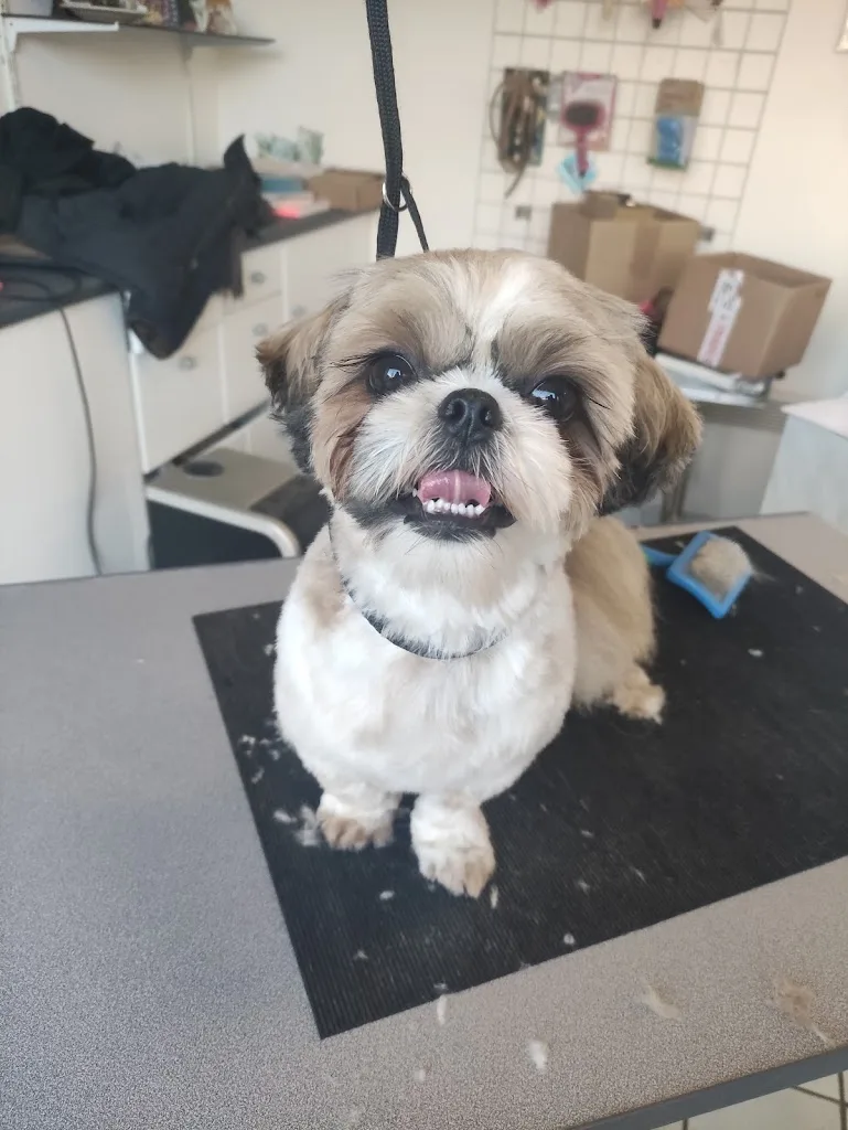 Happy Dog - photo 1
