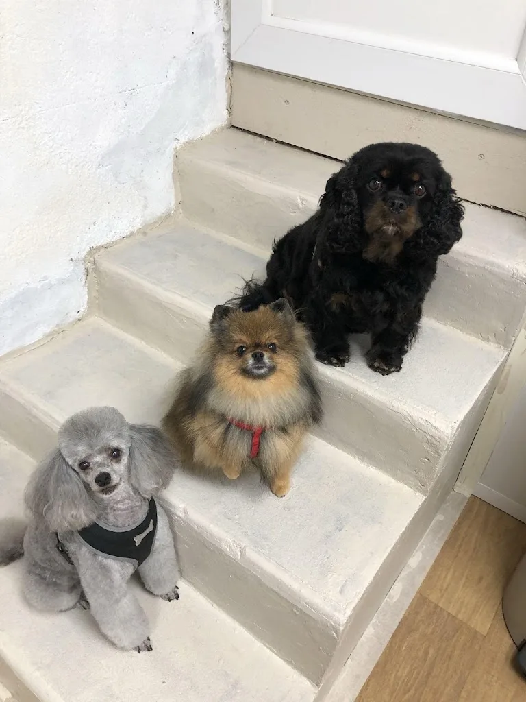 Armelle Toiletteuse Chiens Et Chats - photo 2