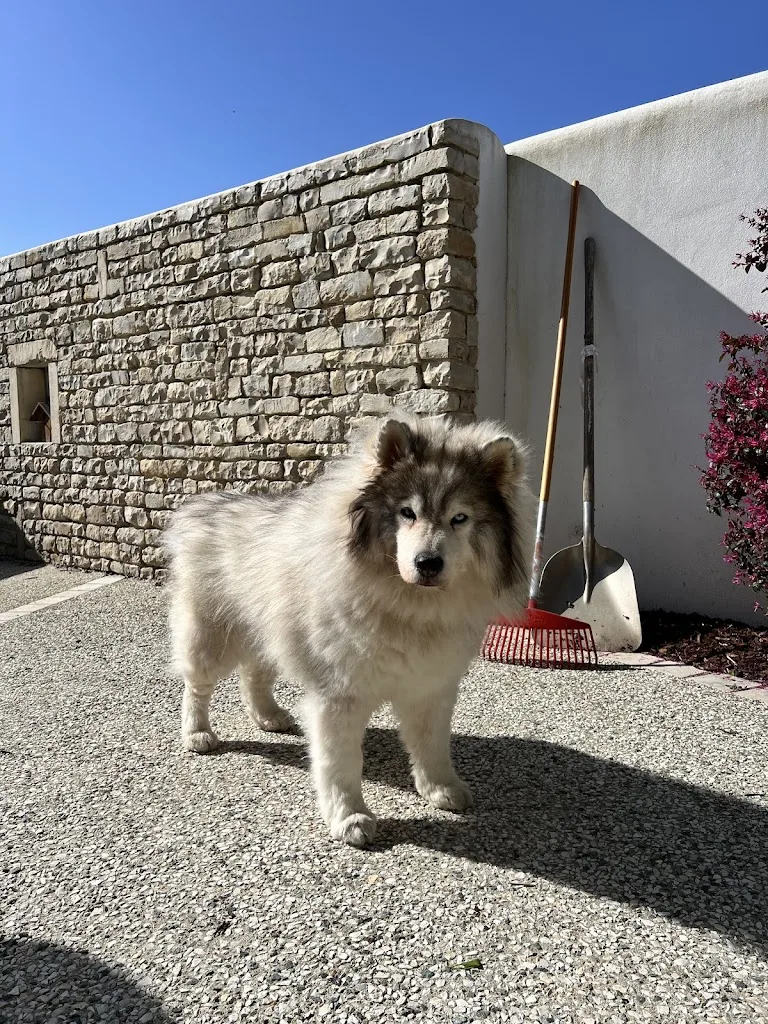 Toiletteur pour Chiens Chats NAC Marsi mon Chien - photo 1