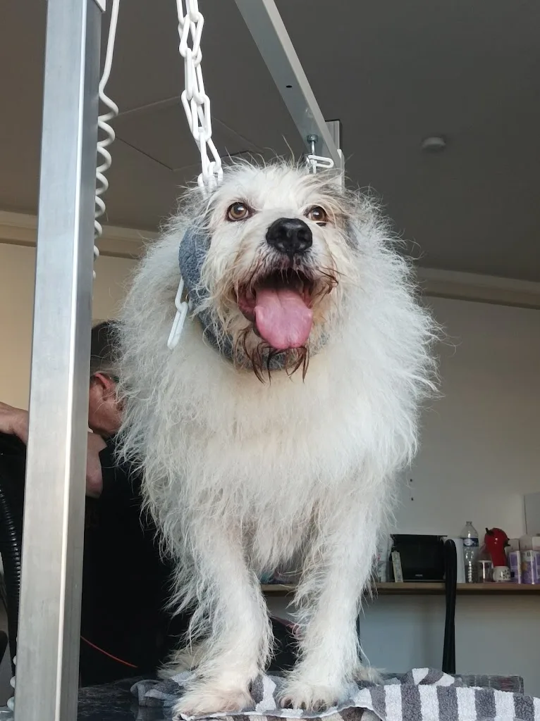 Toiletteur pour Chiens Chats NAC Marsi mon Chien - photo 2