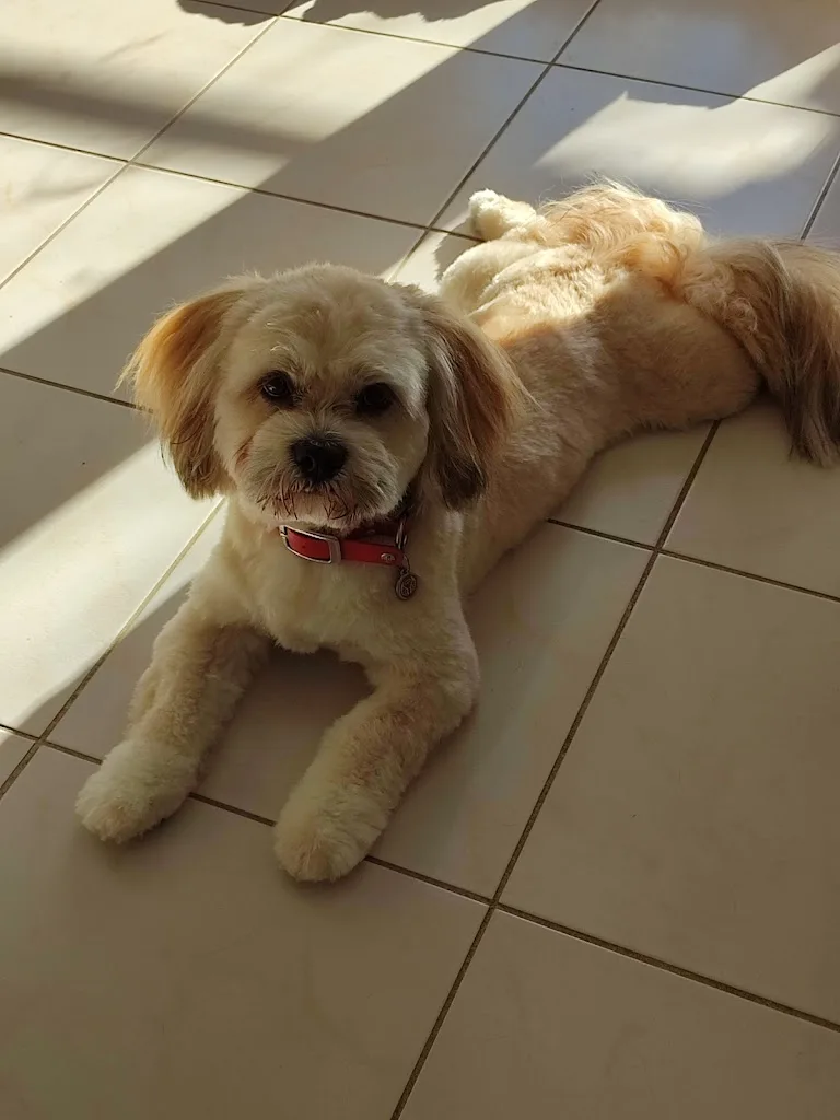 Toiletteur pour Chiens Chats NAC Marsi mon Chien - photo 3