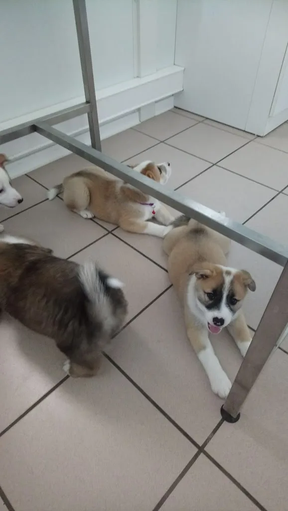 Esthetic Chiens - photo 3