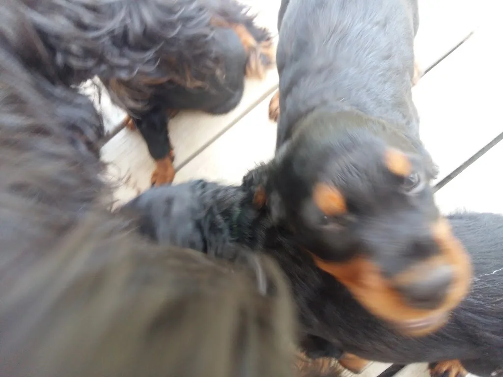 Village Canin du Grand L'ilot - photo 1