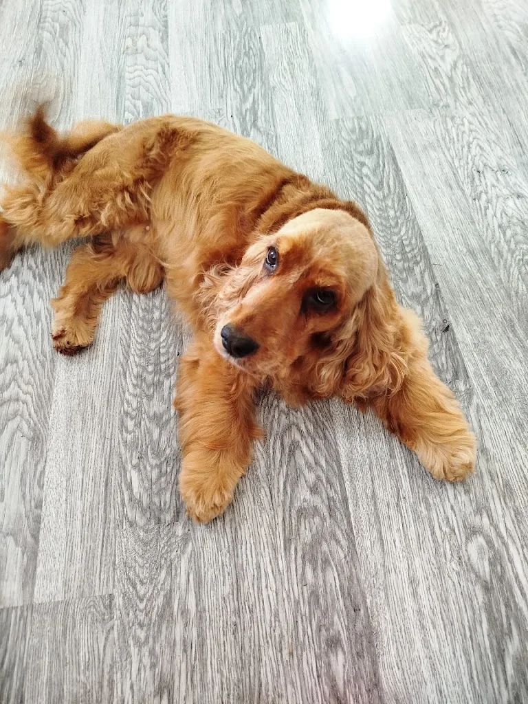 Melissa's Dogs - Toilettage chien - photo 3