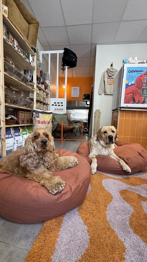 Binoome - magasin pour chiens et toiletteur à Arcachon - photo 1