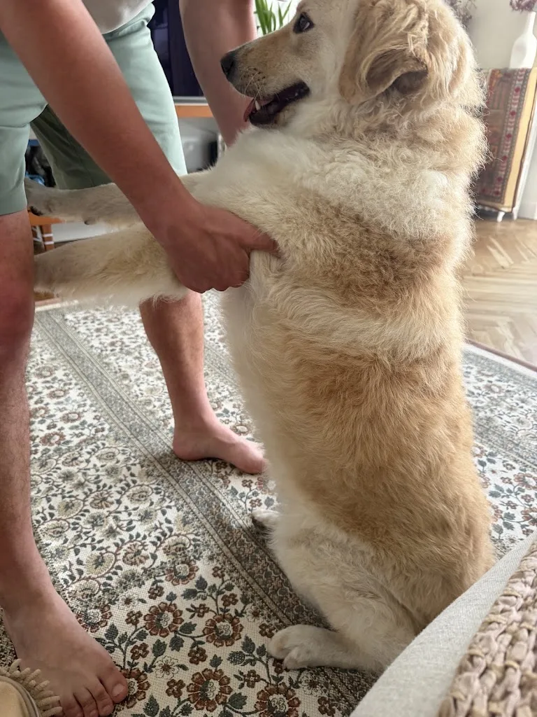 Dog paradise - photo 1