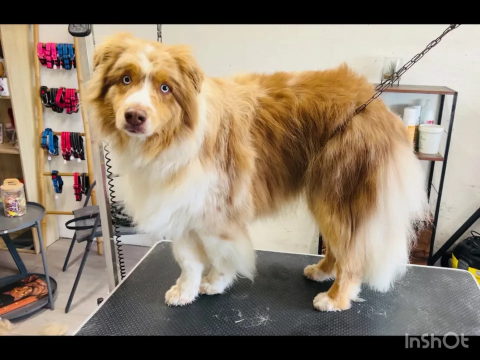 Nala sitter - photo 3