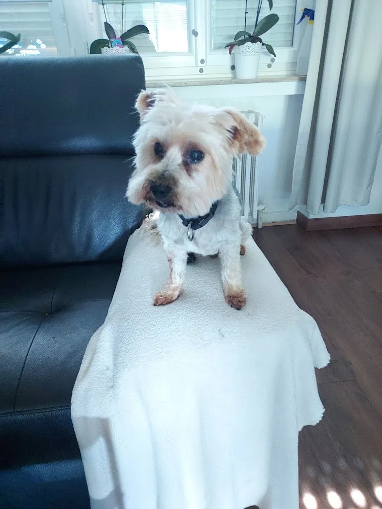 Look canin - photo 1