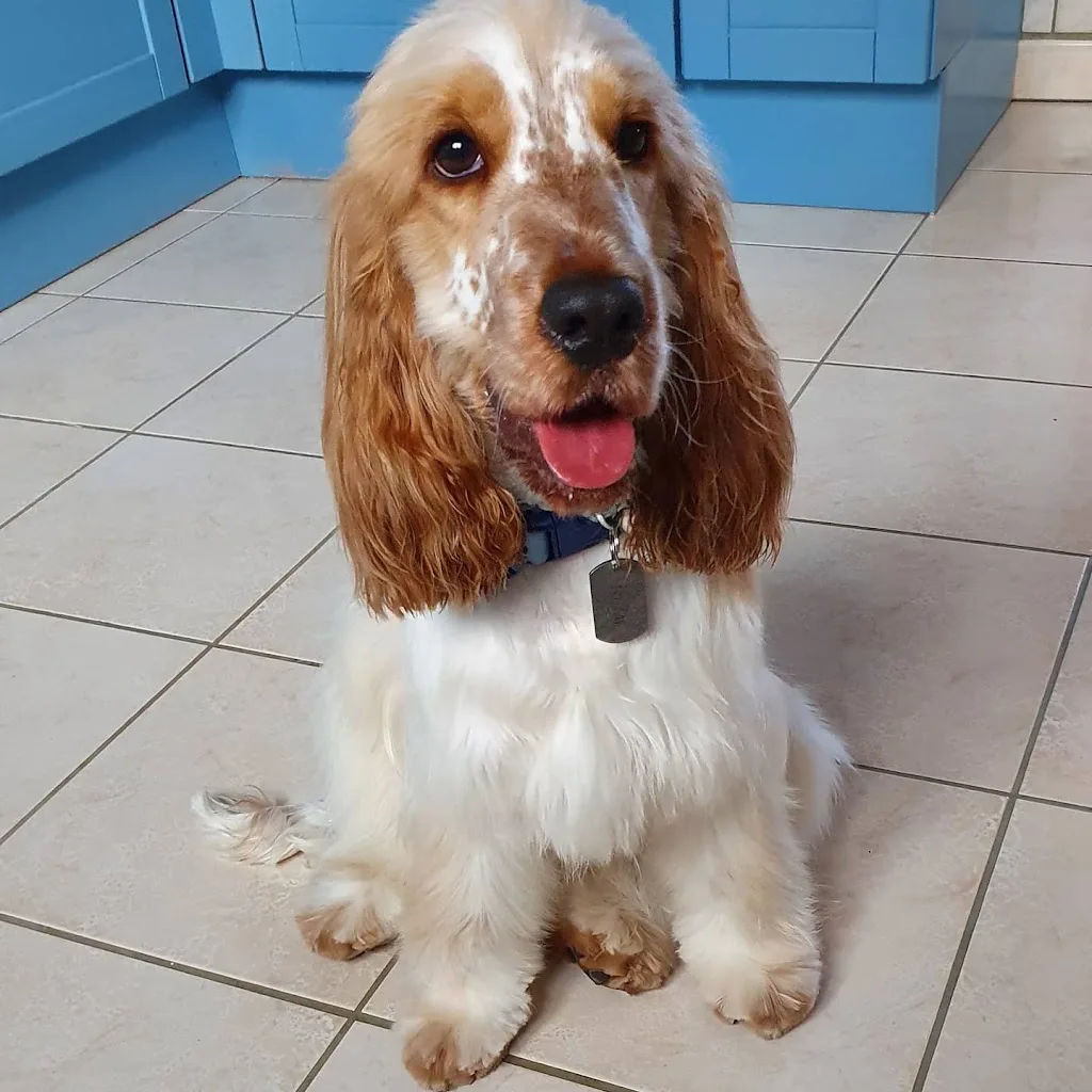 L'harmonie canine massages et toilettage canin - photo 1