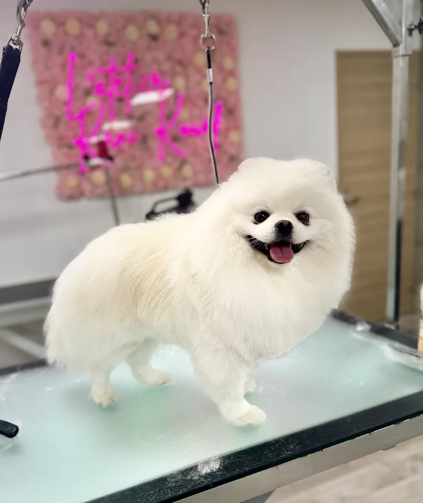 L'harmonie canine massages et toilettage canin - photo 3