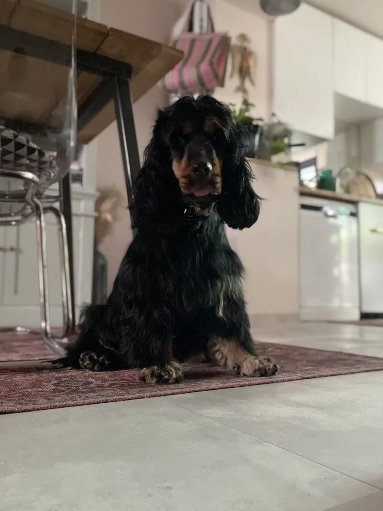Beau Ti Chien - photo 3