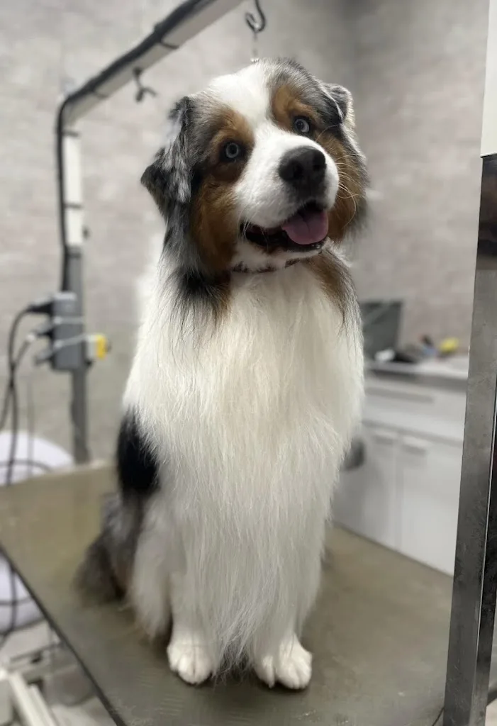 Perfection Canine - photo 2