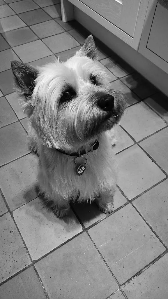 Pension canine, toilettage. Au Charme Canin - photo 3