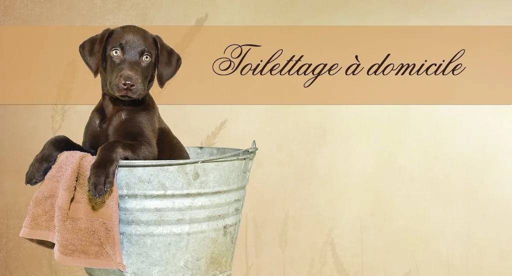 CANISOIN Toilettage à domicile - photo 1