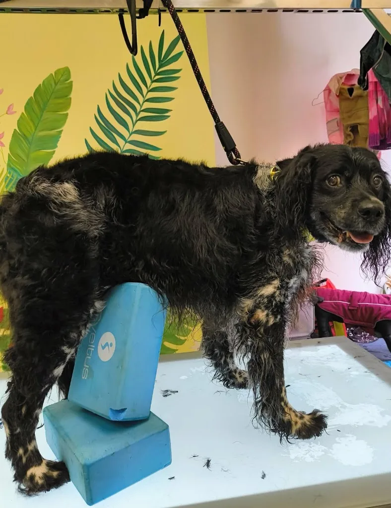 L'arche de Pat - toilettage chiens et chats - photo 1
