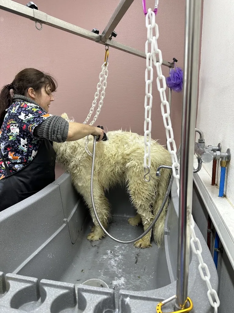 Cat And Dog Beauty - photo 2
