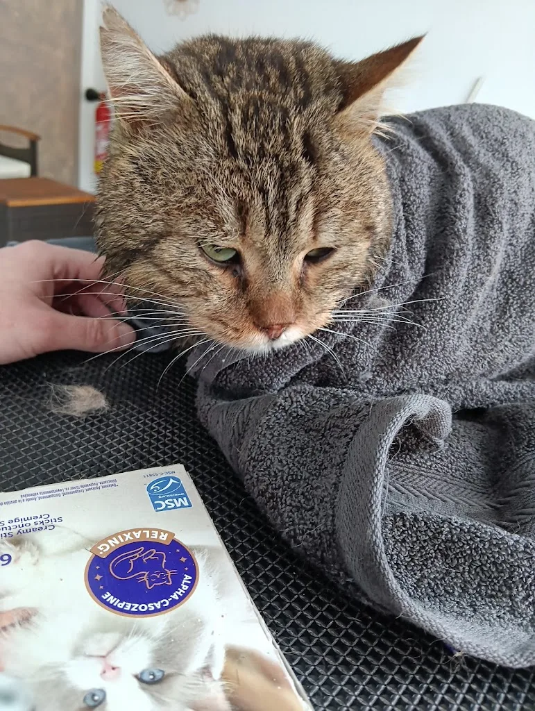 Lila Toilettage Mélanie Gourdin - photo 1
