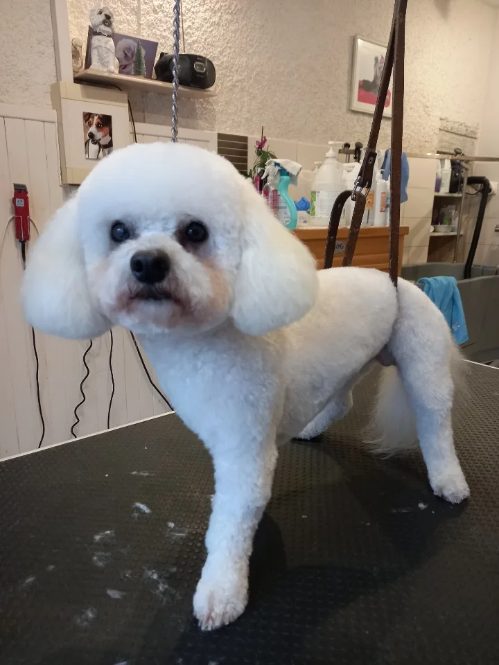 Atout Canin - photo 2