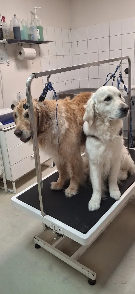 Animo'd toilettage chiens et chats - photo 3