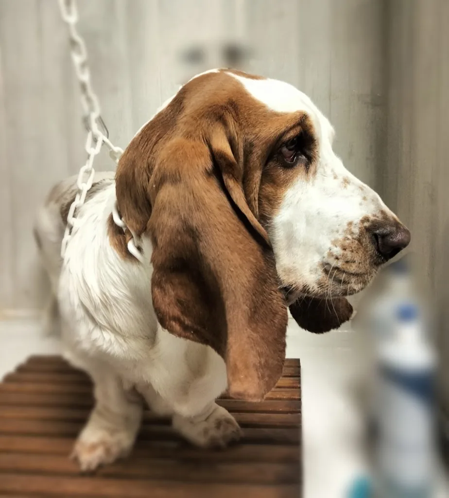 Dans le sens du poil - photo 2