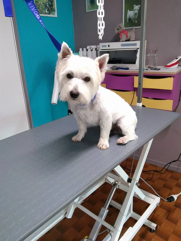 Salon Toilettage Au Bonheur Canin - photo 1