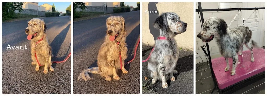 Toiletteur Animaux'topia Ruelle-sur-tourve - photo 2