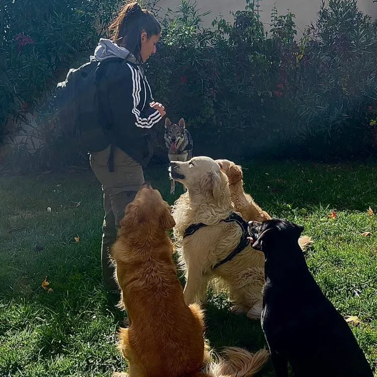 FOCUS CANIN - photo 1