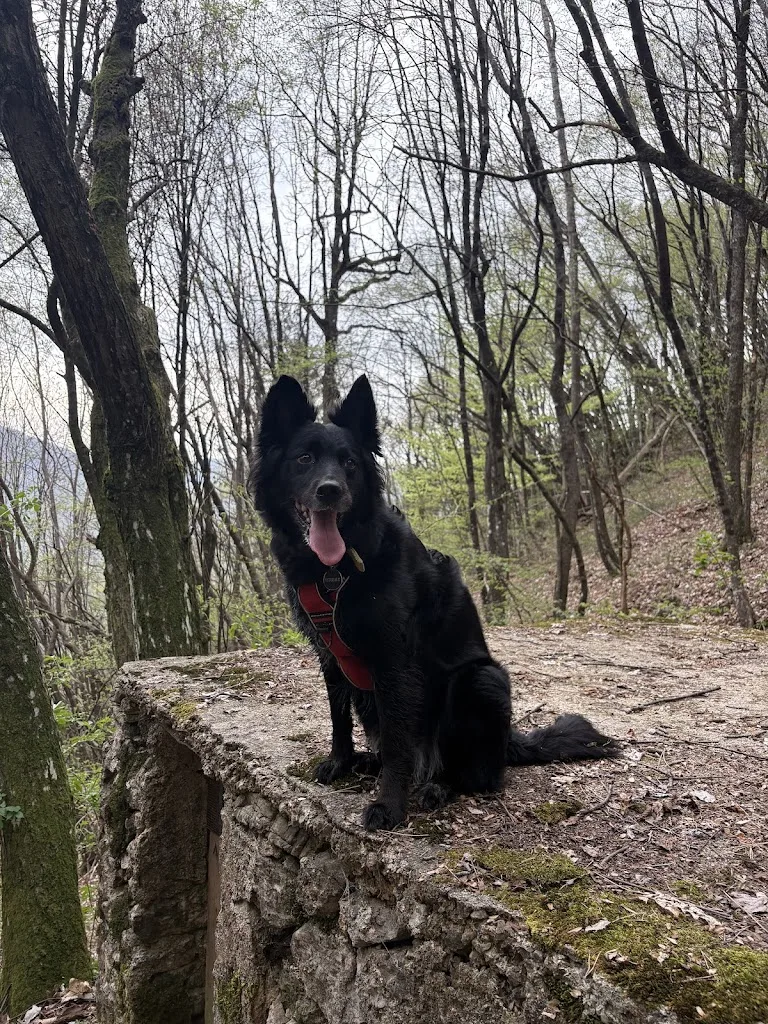 FOCUS CANIN - photo 2