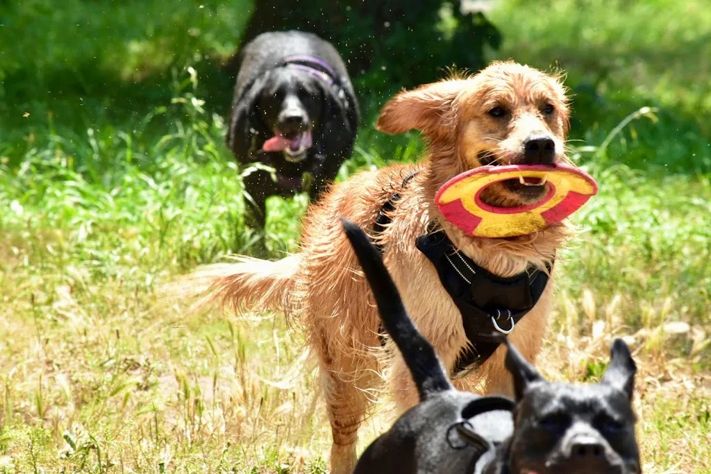 FOCUS CANIN - photo 3