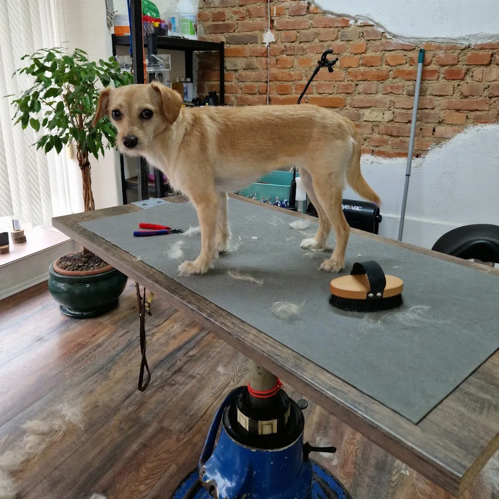Daniels Groomer Store - Hundesalon & Accessoires - photo 2