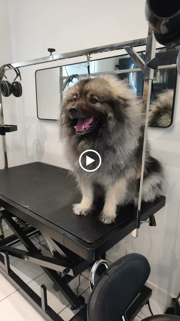 Charm Pet Salon Grooming - photo 3