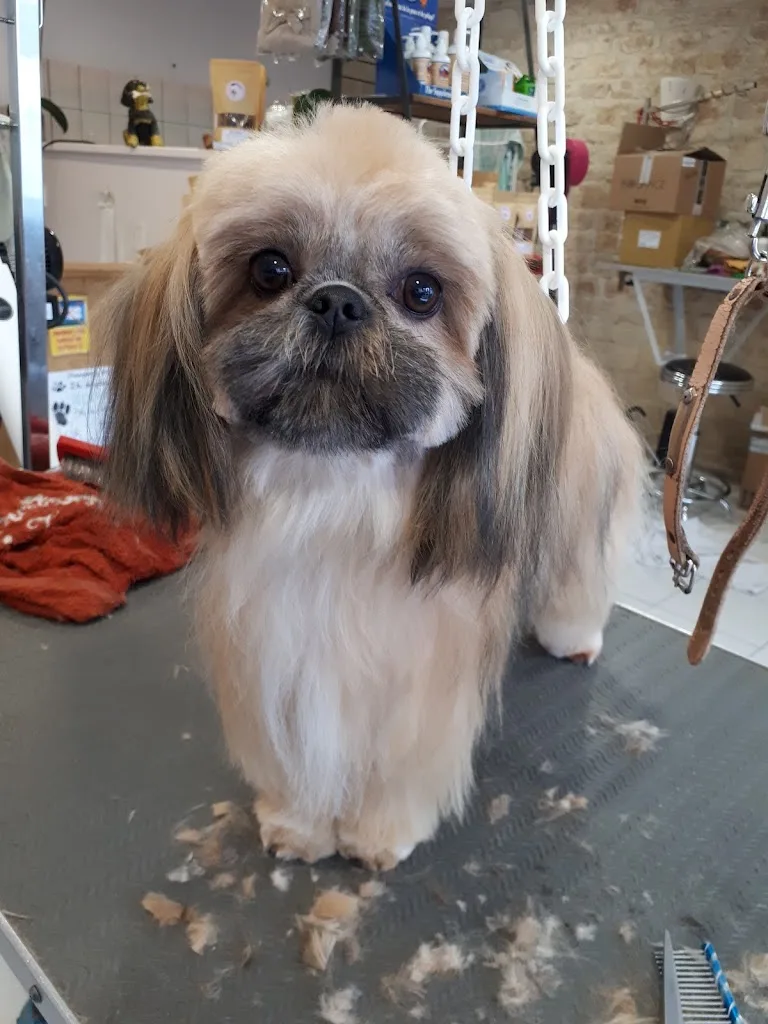 Sweetty Dog - photo 2