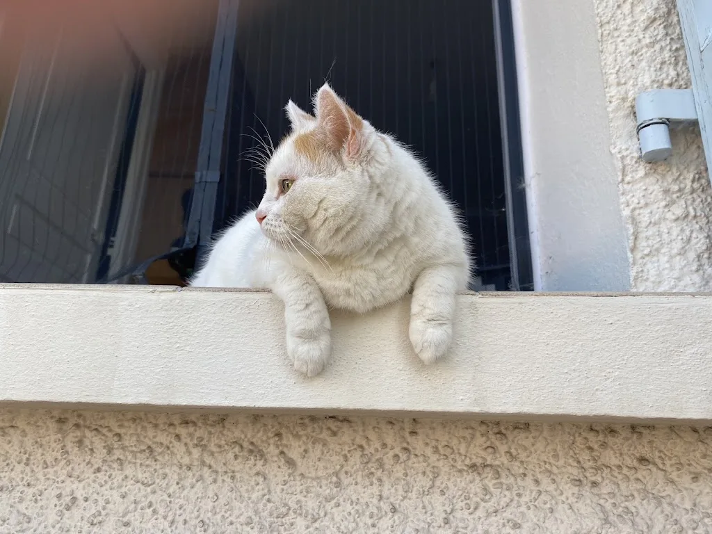 Vilaines Canailles ! Petsitting & Toilettage félin - photo 2