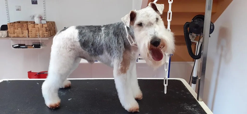 Les Mille Puces Toilettage chien et chat diplomée - photo 2