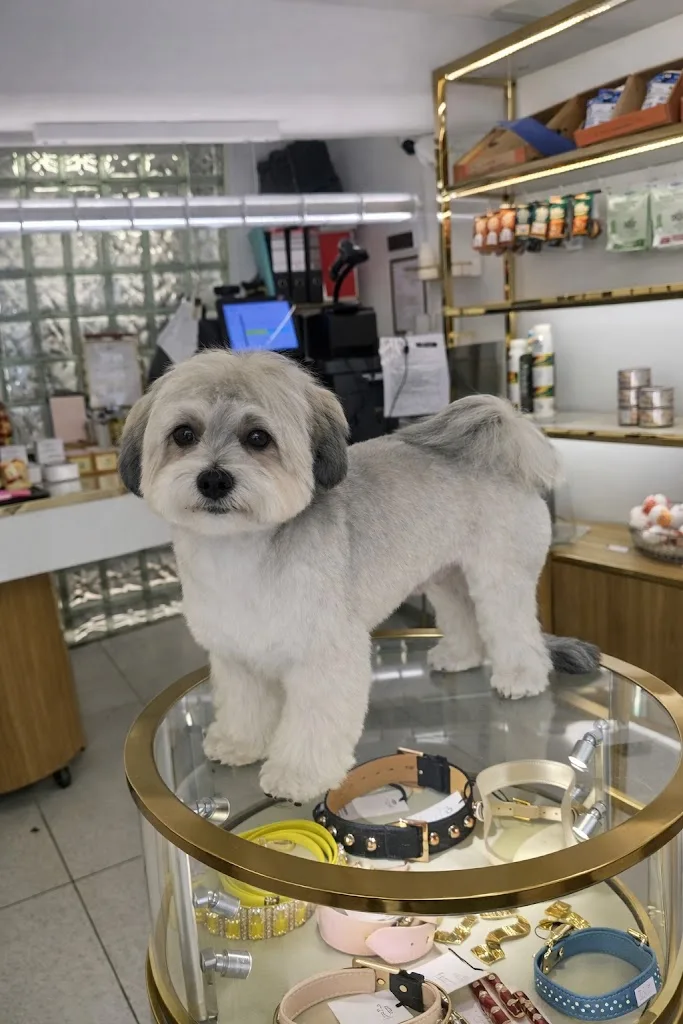Les Trésors Pets ® - Paris Marais - photo 2