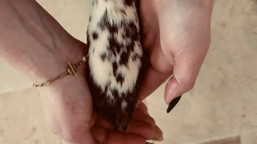 Entre Bonnes Pattes - photo 1